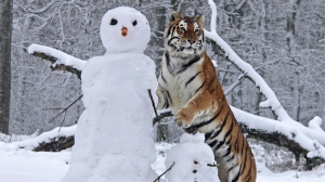 Fierce like a Snowman! ...I mean, tiger. 